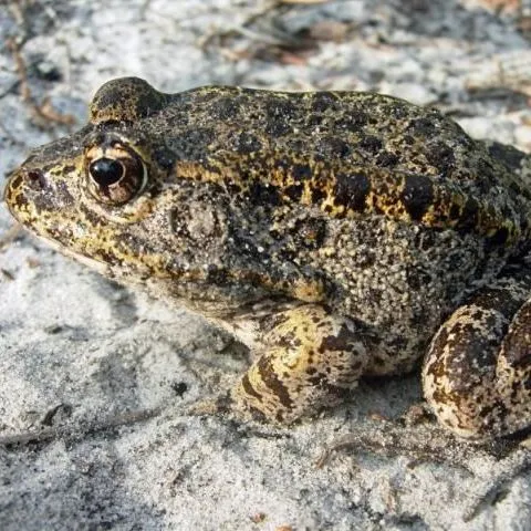 thumbnail for publication: Gopher Frogs, Burrows, and Fire: Interactions in the Longleaf Pine Ecosystem